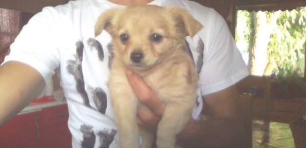 Quels types de chihuahua ?
