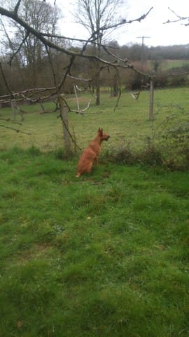 Malinois croisé