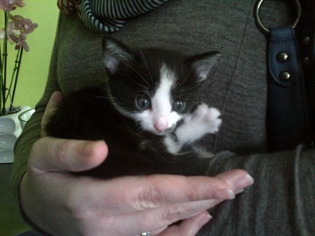 Un prénom pour mon chaton svp