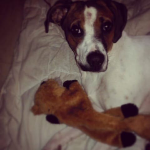 boxer croiser avec ? 