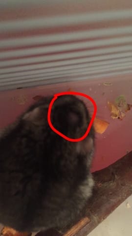 Bosse sur la tête de mon hamster