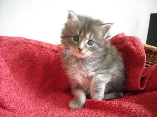 Est-il un maine coon ?