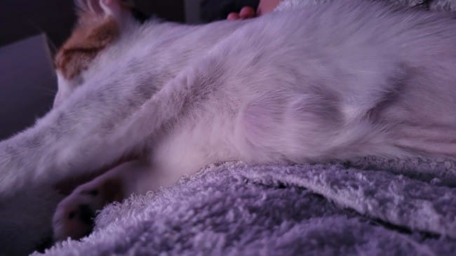 Boules ventre chatte 1 an