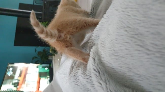 Chaton trouvé mâle ou femelle svp