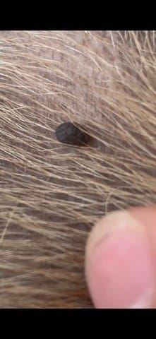 Grain de beauté ou tique ou autre