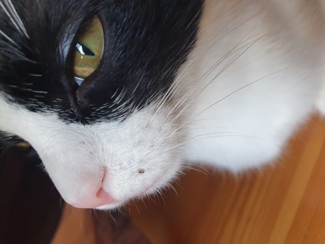 Parasites non identifiés