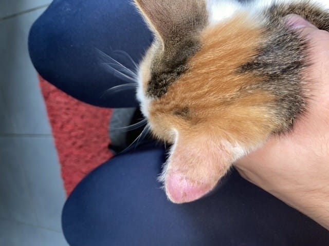 Problème oreille chat