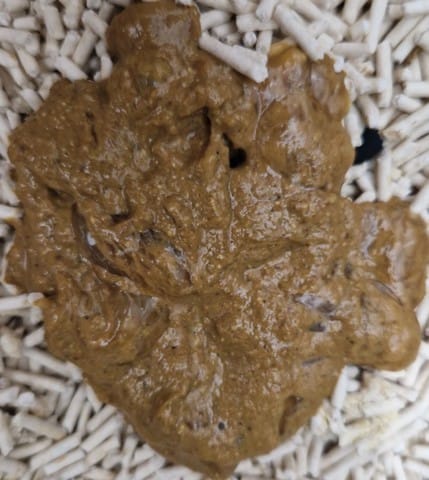 Problème digestion chat