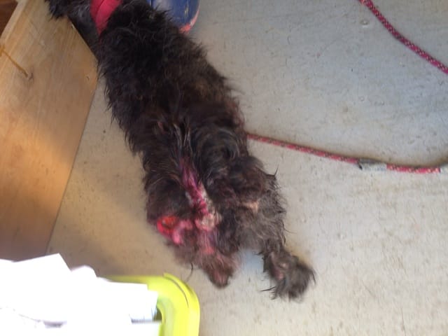 Urgence ! Petit chien en danger ?!