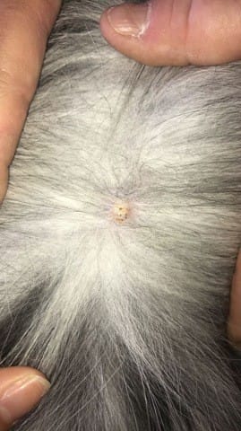 Bouton blanc à points noir sur chien