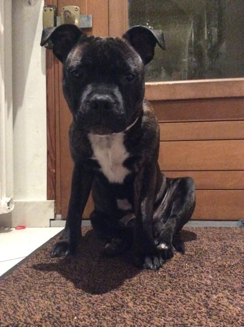 Mon staffie de 7 mois