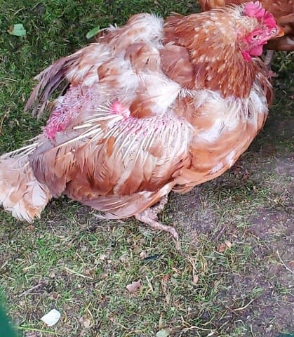 Besoin d'aide pour Poule déplumée et rouge