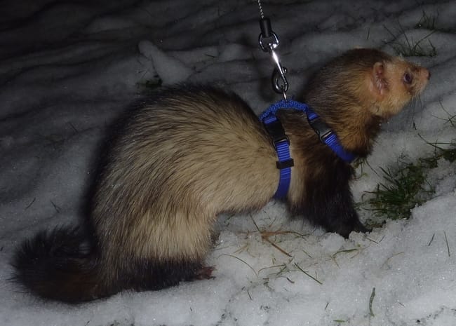Vos animaux et la neige !!