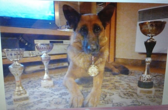 Brevet chien de défense - Ring