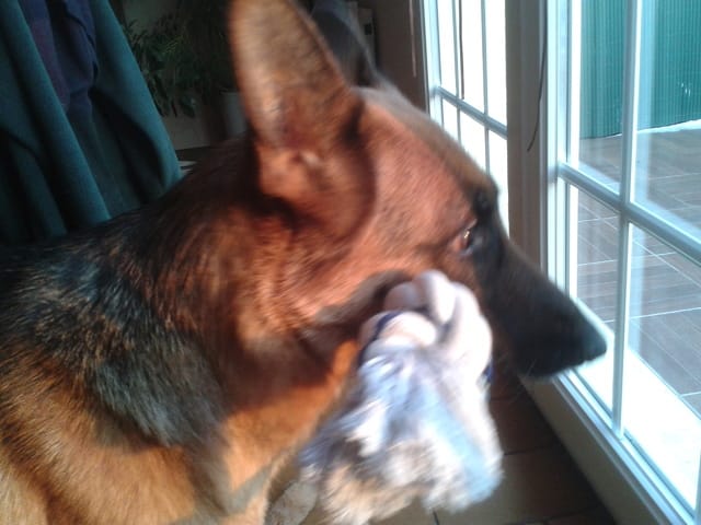 Vos animaux .. et leurs jouets :D