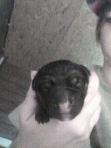 Naissance d'un chiot. 
