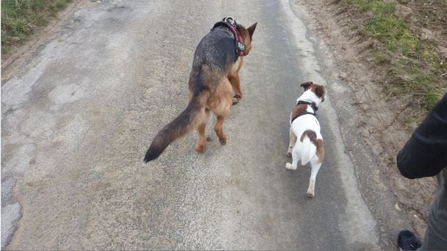 Vos animaux et leurs copains !