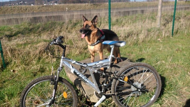 sport canin