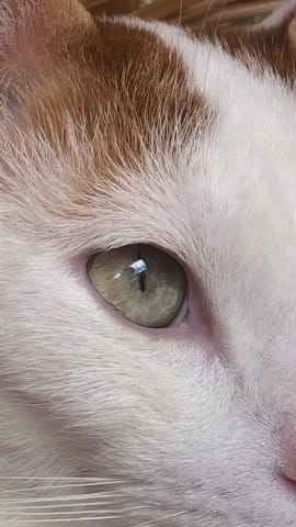 Taches oeil chat
