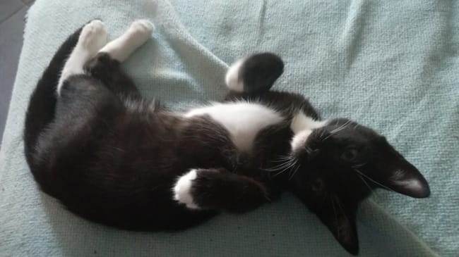Conseil:quelles croquettes et patés naturelles pour mes chats?