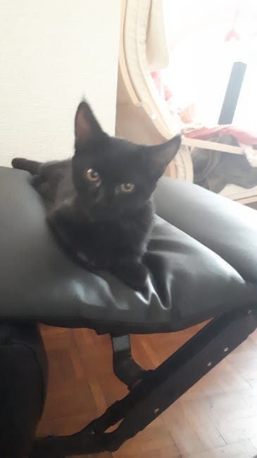 Mon Maine Coon en est il vraiment un ?