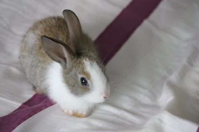 Race de lapin