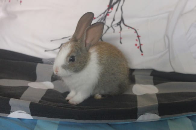 HELP aider moi je veux savoir la race de mon lapin