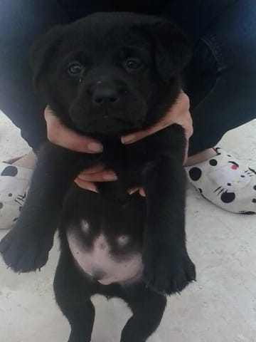 chien désobeissant 
