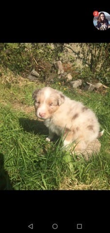 Chiot aux yeux fermés