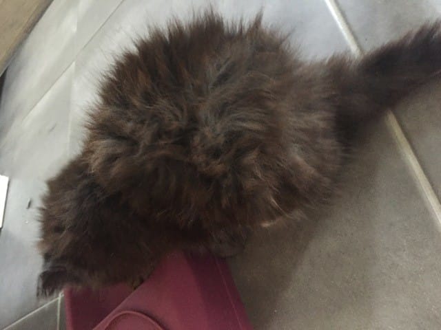 comme déterminer la couleur d’un chaton?