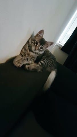 Mon chaton de 4 mois et demi ne se laisse pas brosser