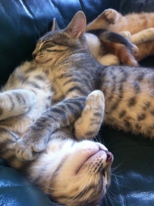 Chaton timide qui préfère câliner les objets : étrange ?