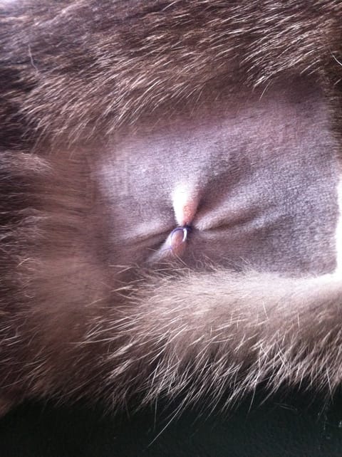 Cicatrice normale après sterilisation ?