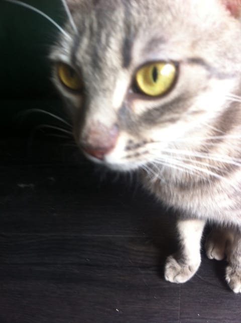 Nez "pelé" : blessure ? Mycose ? Stress ?