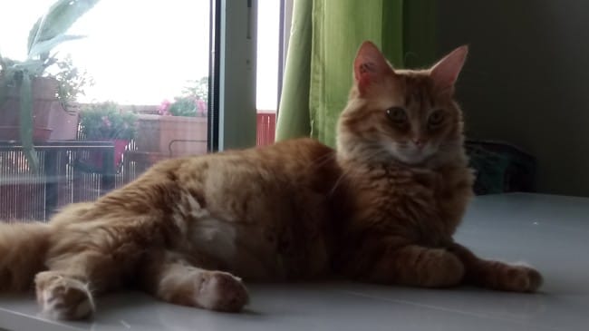 Chat croissance lente, problème ou race ?