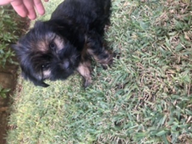Est ce un yorkshire terrier?