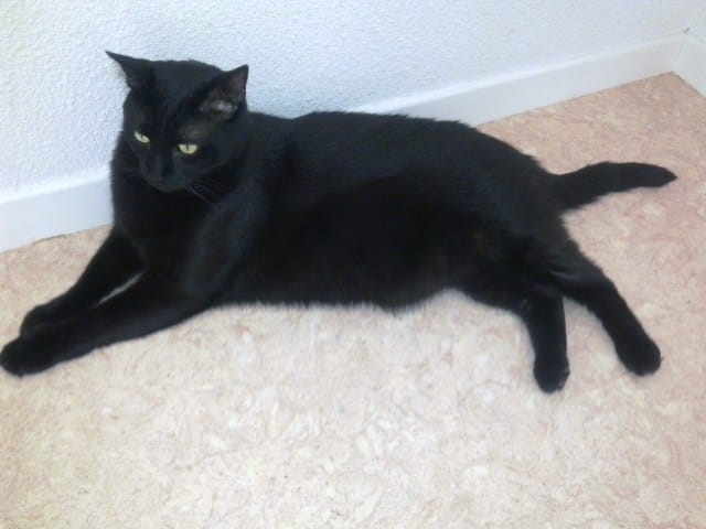 Comment faire maigrir mon chat ?