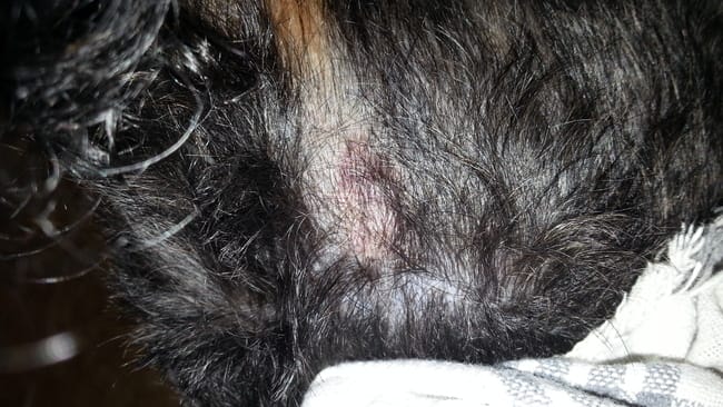 Mon chien a une petite plaque rouge 