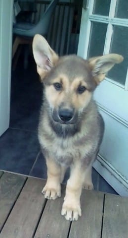 Quel race est mon chien
