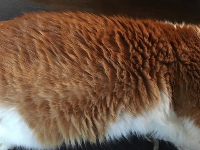 Fell "fächert" auf – muss ich mir Sorgen machen?