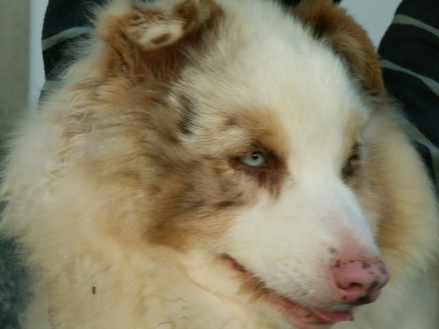 bonjour, voici igloo