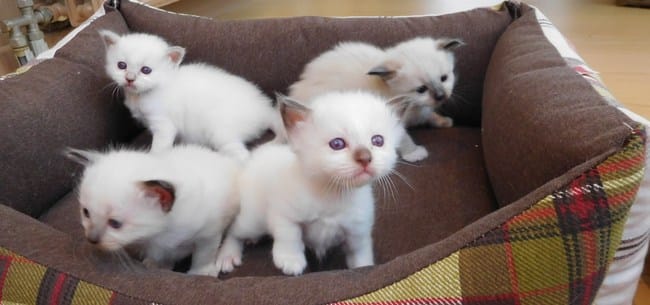 De quelles couleurs sont ces chatons Birmans (3semaines)?