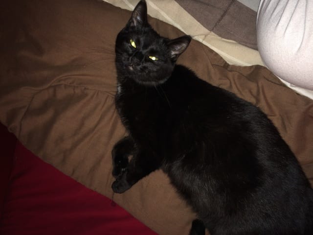 Ma chatte va accouché bientôt, HELP ME!!!