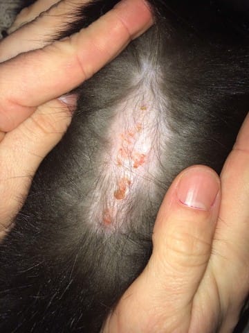 Problemas de piel en mi gata: costras y calvas
