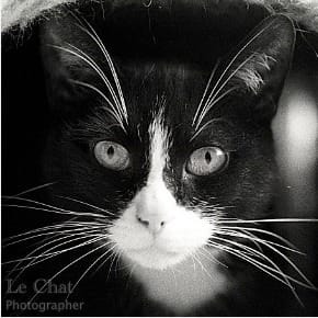 Le chat Photographe