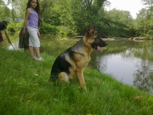 Ma chienne attrape toujours des tiques