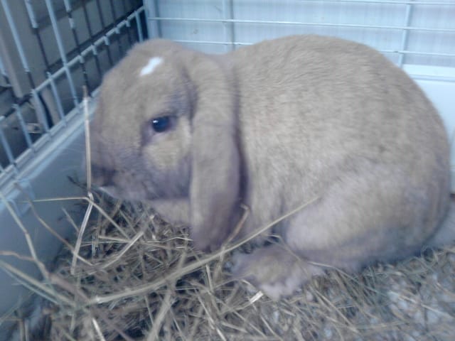 J'ai sauvé un lapin!!!