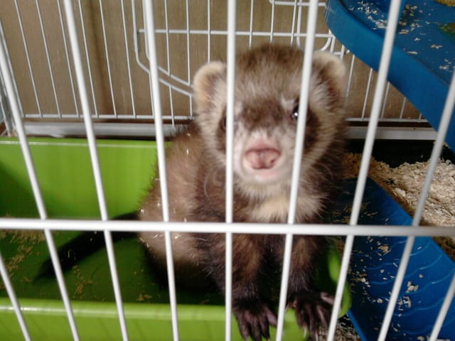 Vend joli furet de 1 ans avec cage