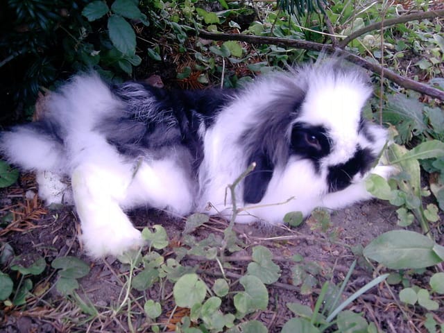 Baghera ♥