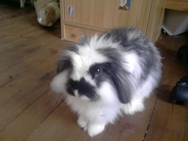 Baghera ♥